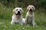 LABRADOR 1269